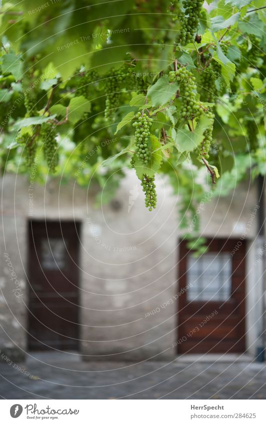 Wine Grower Apartment Plant Leaf Foliage plant Agricultural crop Village House (Residential Structure) Facade Window Stone Wood Green Front door Bunch of grapes