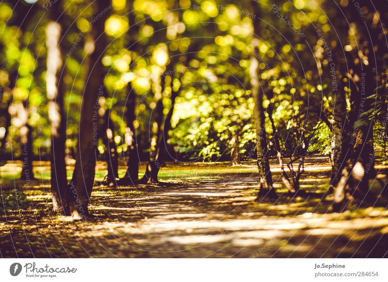 woods Lanes & trails Promenade Forest Park Relaxation Beautiful weather Green space Nature Tree Autumn Seasons Light and shadow Sunlight Environment lensbaby