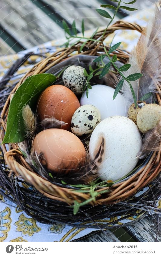 Easter is not far away... Nature Egg Feasts & Celebrations Seasons Barn fowl Nest Brown White Green Life Healthy Eating Dish Cooking Feather Quail's egg Leaf