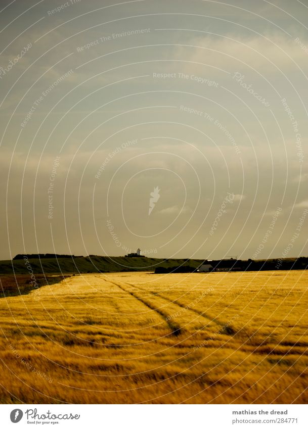 cereals Environment Nature Landscape Sky Clouds Horizon Summer Beautiful weather Plant Agricultural crop Field Coast Grain field Far-off places Tractor track