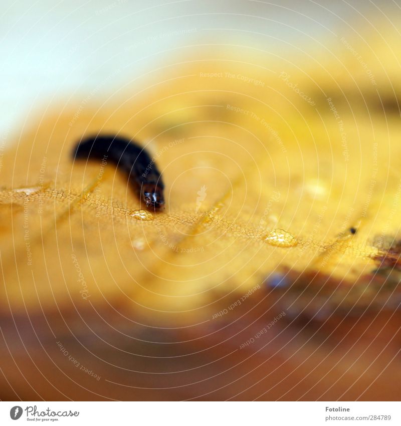 Caterpillar Environment Nature Plant Animal Elements Water Drops of water Autumn Leaf Worm Animal face Bright Wet Natural Brown Colour photo Multicoloured