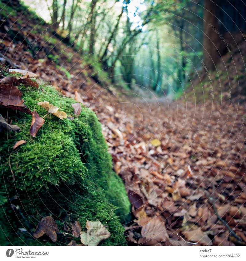 path marking Nature Autumn Leaf Forest Brown Green Transience Change Lanes & trails Footpath Moss Colour photo Exterior shot Close-up Deserted Isolated Image