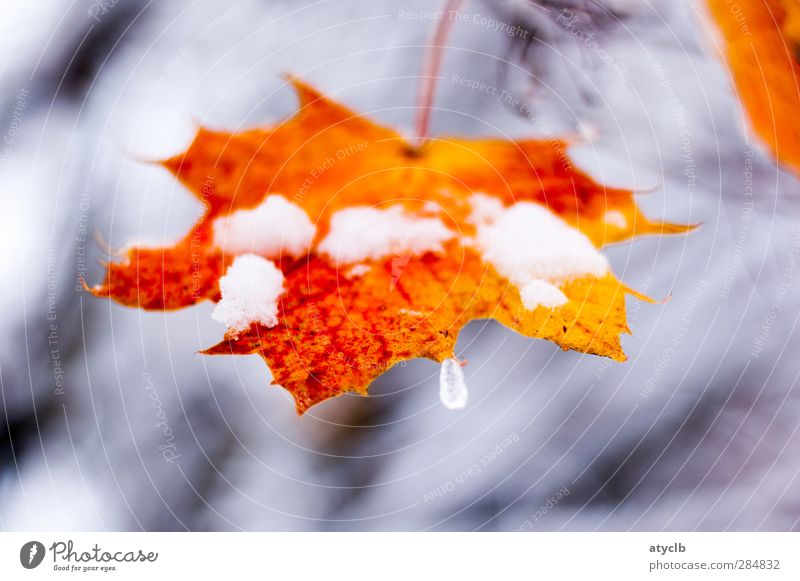 Last autumn greeting / Last autumn greeting Plant Autumn Ice Frost Snow Leaf Park Forest Freeze Brown Gray Orange Red Cool (slang) frozen Winter cold Maple Leaf