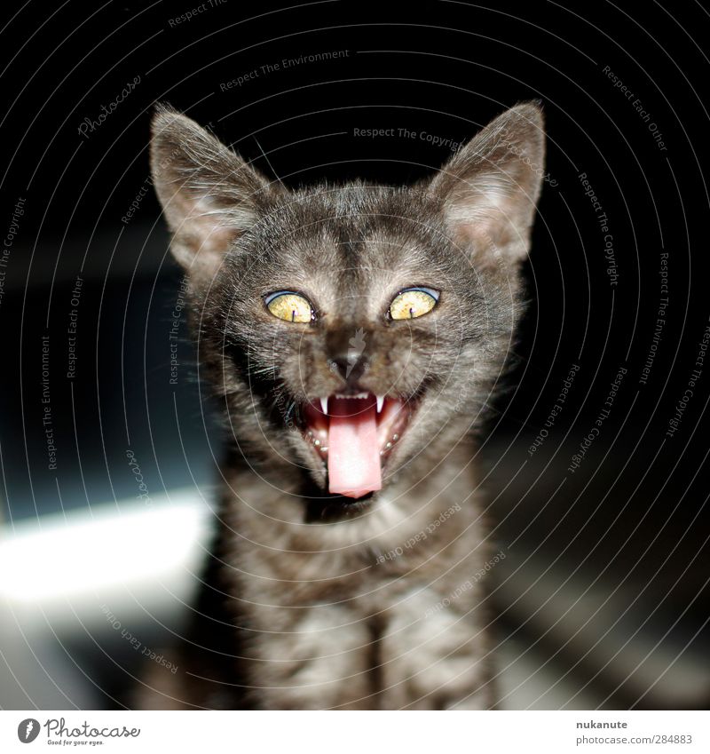 cheeky cat Hallowe'en Pet Cat Animal face Kitten Cat's tongue 1 Baby animal Laughter Cool (slang) Brash Creepy Brown Gray Black Whimsical Colour photo