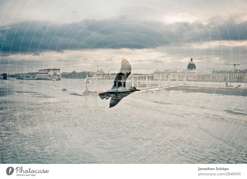 Double exposure seagull and St. Petersburg Town Capital city Downtown Populated Animal Bird Wing 1 Esthetic Seagull Gull birds St. Petersburgh Russia Cold