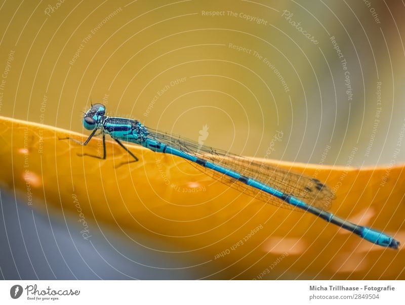 Blue dragonfly on one leaf Environment Nature Animal Sunlight Beautiful weather Leaf Wild animal Animal face Wing Dragonfly Legs Eyes Insect 1 Glittering Crawl