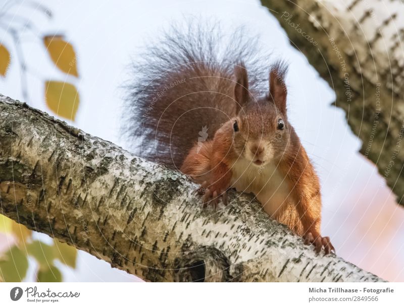 Curious squirrel in a tree Nature Animal Sky Sunlight Beautiful weather Tree Wild animal Animal face Pelt Claw Squirrel Rodent Head Eyes Ear Tails 1 Observe