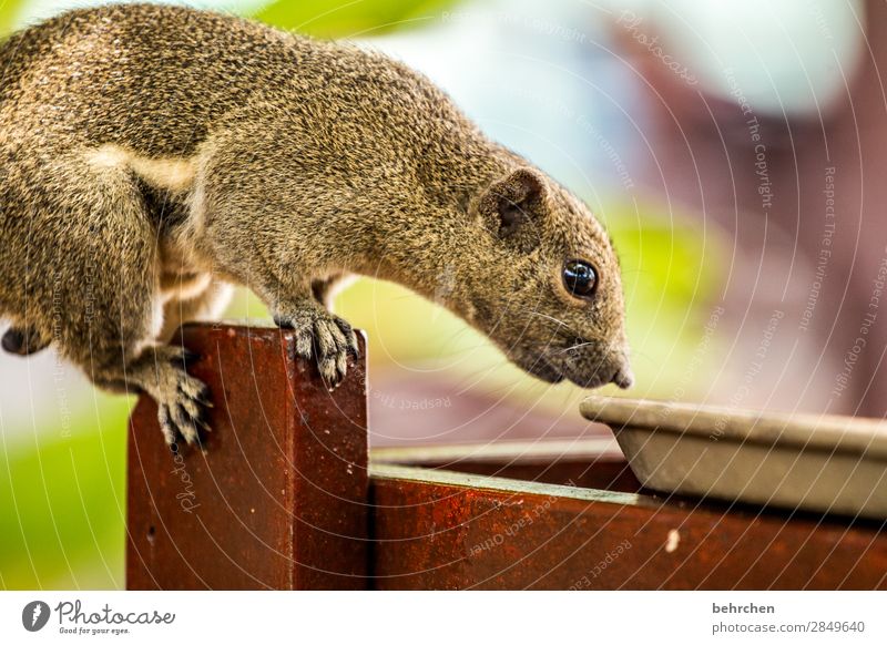 What's for breakfast? Vacation & Travel Tourism Trip Adventure Far-off places Wild animal Animal face Pelt Squirrel 1 Exceptional Exotic Fantastic Brash pretty