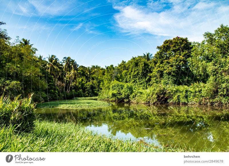 green Idyll Paradise Fantastic Asia Plant Deserted To enjoy recover Exceptional Sunlight Exotic Gorgeous palms River bank reflection Climate change Sky Clouds