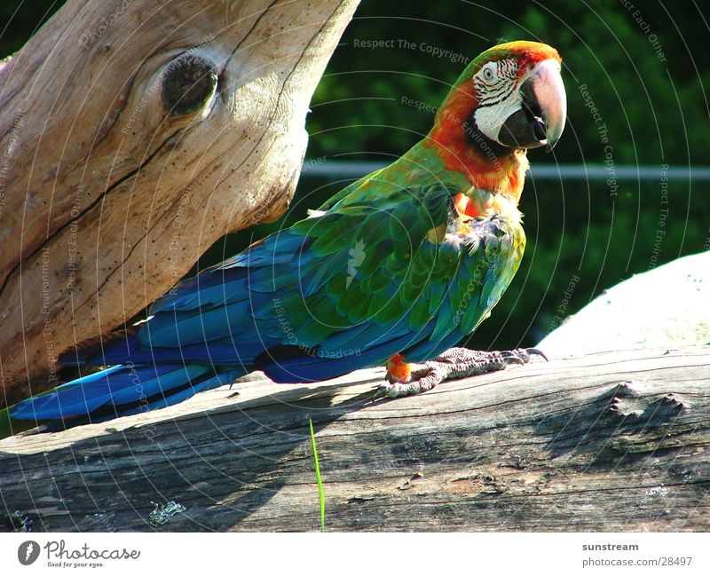 papagalli Parrots Bird Zoom effect Animal Colour