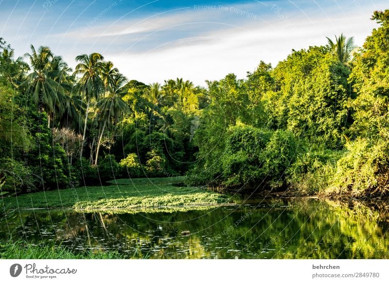 green world Wanderlust Leaf Bushes Deserted To enjoy Green Adventure Freedom Environmental protection Climate recover Plant Asia Far-off places Nature Landscape