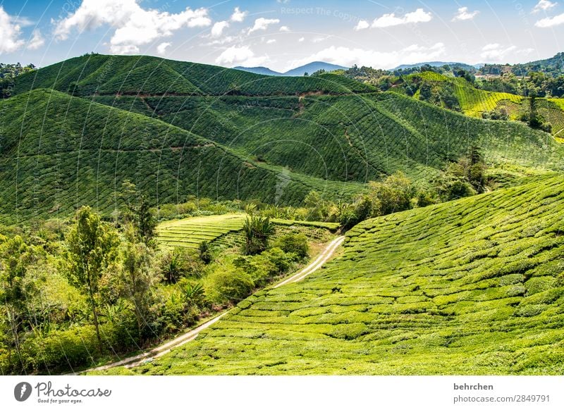 How about tea? Vacation & Travel Tourism Trip Adventure Far-off places Freedom Environment Nature Landscape Sky Clouds Plant Tree Leaf Agricultural crop