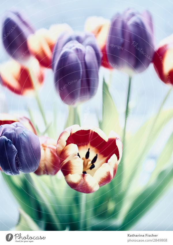 Spring greeting Tulips purple red yellow Nature Plant Summer Autumn Winter Flower Leaf Blossom Bouquet Blossoming Illuminate Beautiful Yellow Green Violet Pink