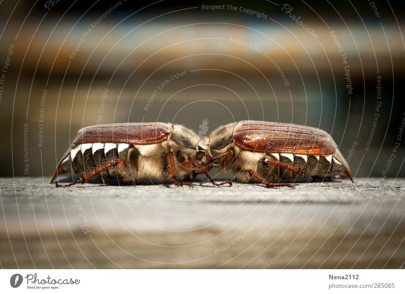happy happy in love <3 Nature Animal Spring Beetle 2 Pair of animals Touch Glittering Crawl Kissing Painting (action, work) Aggression Friendliness Happy Cute