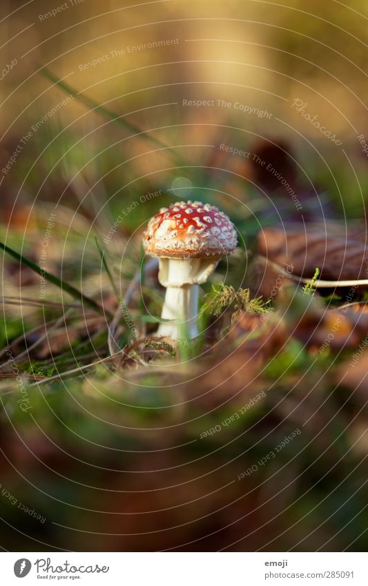 he can't fly :( Environment Nature Earth Autumn Beautiful weather Plant Natural Green Red Amanita mushroom Mushroom Woodground Colour photo Exterior shot