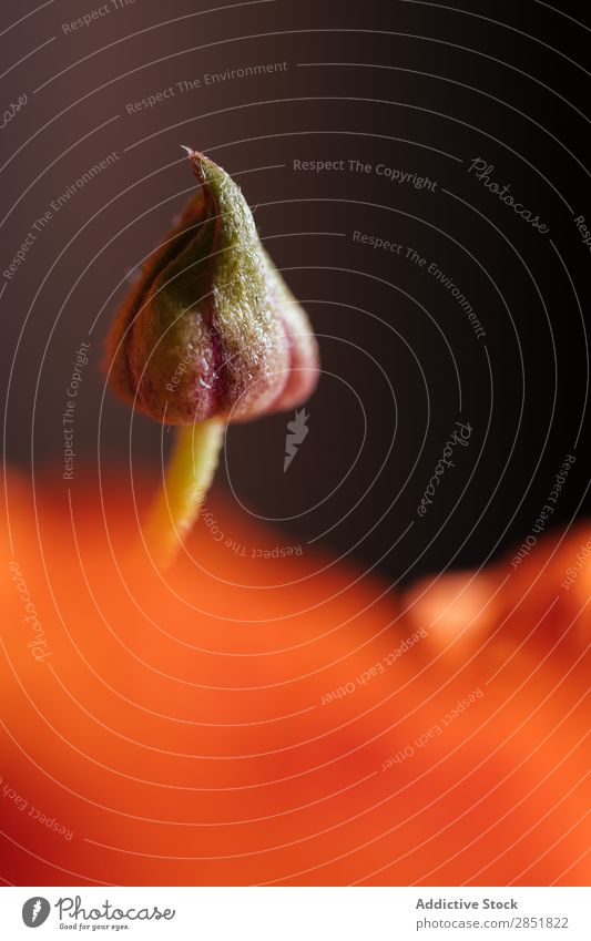 Orange flower bud Flower Bud Spring macro. closeup Water Background picture Green Summer Tropical Close Nature Stalk Close-up Yellow Natural element Garden