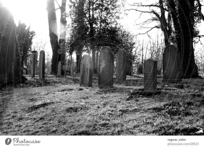 graveyard Cemetery Religion and faith Tree House of worship Black & white photo Jewish cemetery