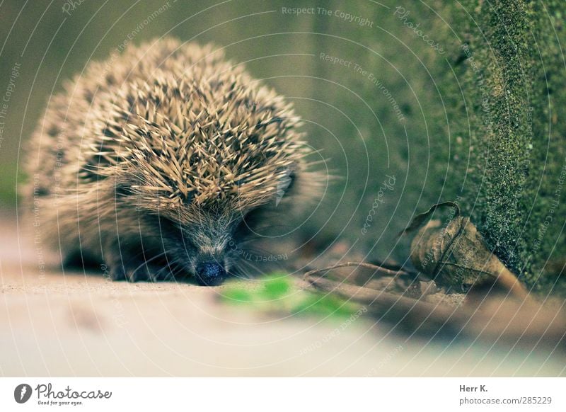 Hurry now Animal Wild animal Hedgehog 1 Cute Diligent Defensive Spine Subdued colour Exterior shot Deserted Copy Space bottom Day Shallow depth of field