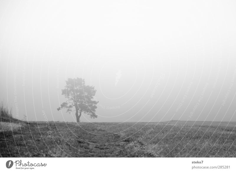 Lost Horizon Autumn Bad weather Tree Grass Field Black White Mystic Fog Dark Black & white photo Deserted Copy Space right Copy Space top Copy Space bottom