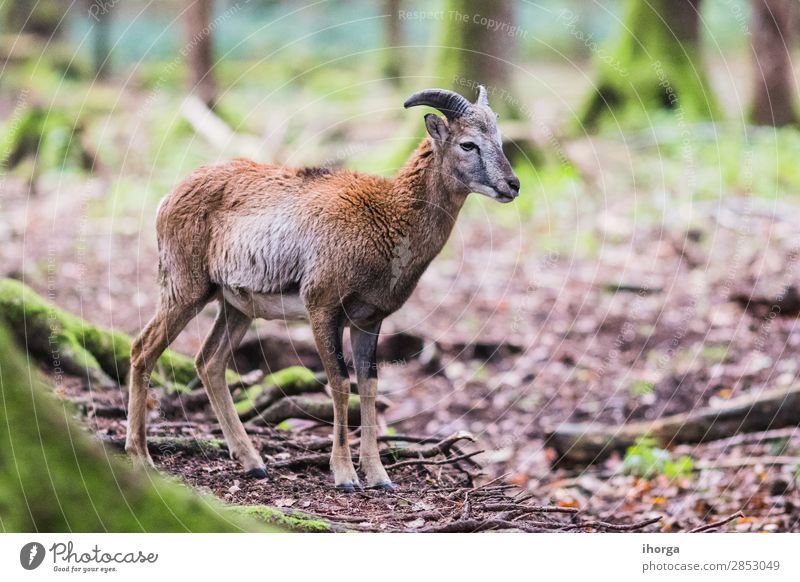 male muflon in the forest Mountain Nature Animal Forest Fur coat Wild animal 1 Natural Cute Brown Green White European Horn Majestic Mammal European Mouflon Ram