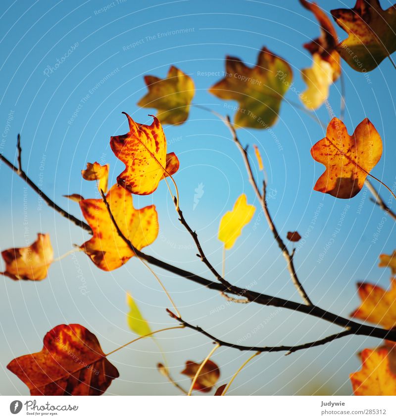 autumn greeting Maple tree Maple leaf Autumn Nature Orange Leaf Branch Blue sky Seasons Transience Yellow Square Red Multicoloured Colour Exchange Change Death