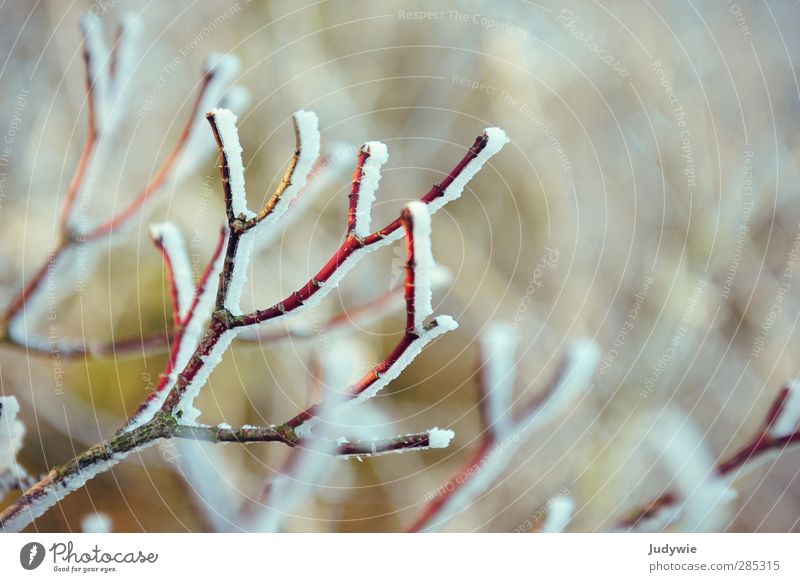 winter greeting Winter Cold Snow Snowfall Frost Mature Red Branch Plant Tree Salutation Blur Twig White Nature Bleak Growth Seasons