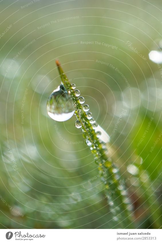 drops on the green leaves Grass Plant Leaf Green Drop Rain Glittering Bright Garden Floral Nature Abstract Consistency Fresh Exterior shot background