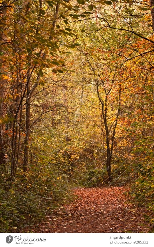 by nature Environment Nature Landscape Autumn Deciduous forest Autumn leaves Multicoloured Forest Natural Lanes & trails To go for a walk Promenade Footpath