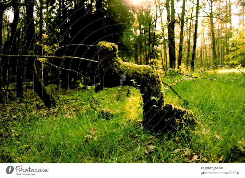 greening Tree stump Green Forest Spring April Branch Rotate Old