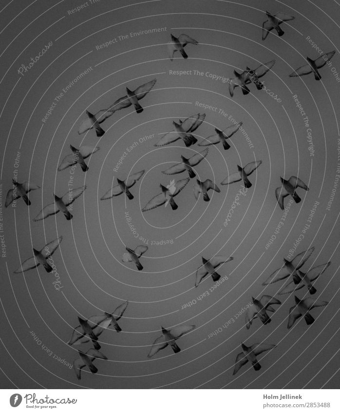 formation Group of animals Flying Air Bird Pigeon Formation Black & white photo Exterior shot Deserted Day