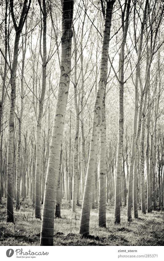 Birch forest in black and white portrait format Wellness Harmonious Senses Relaxation Vacation & Travel Painting and drawing (object) Nature Landscape Plant