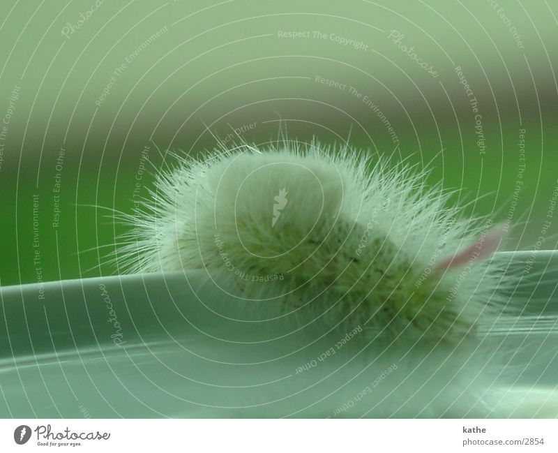 caterpillar Blur Green Pink Insect Caterpillar Hair and hairstyles