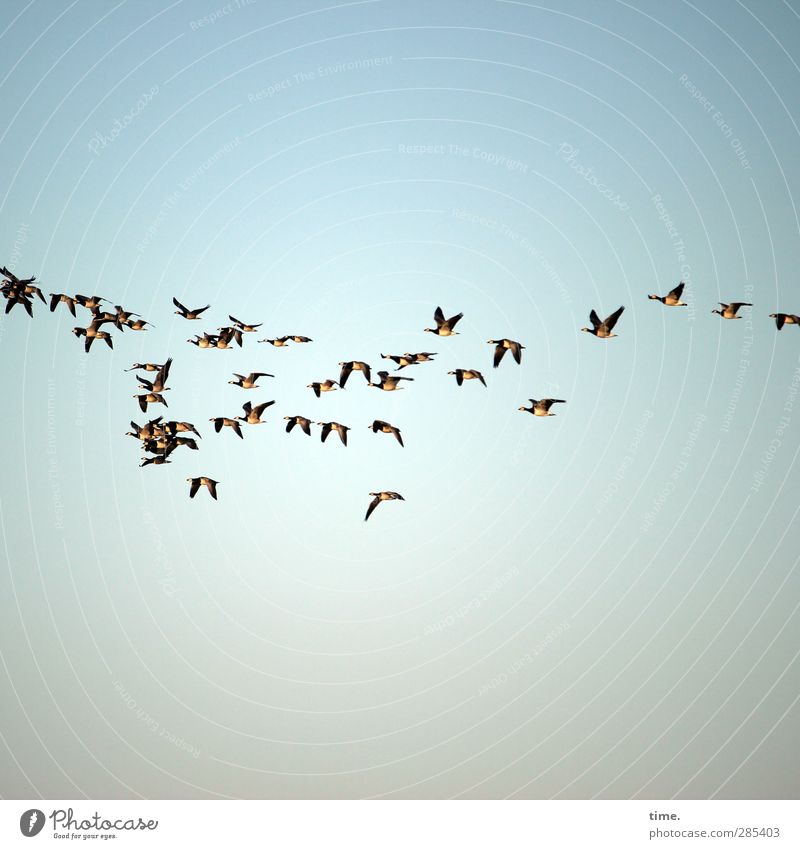 holiday start Animal Sky Beautiful weather Bird Goose White-cheeked Goose Group of animals Flock Flying Together Help Wanderlust Movement Society Communicate