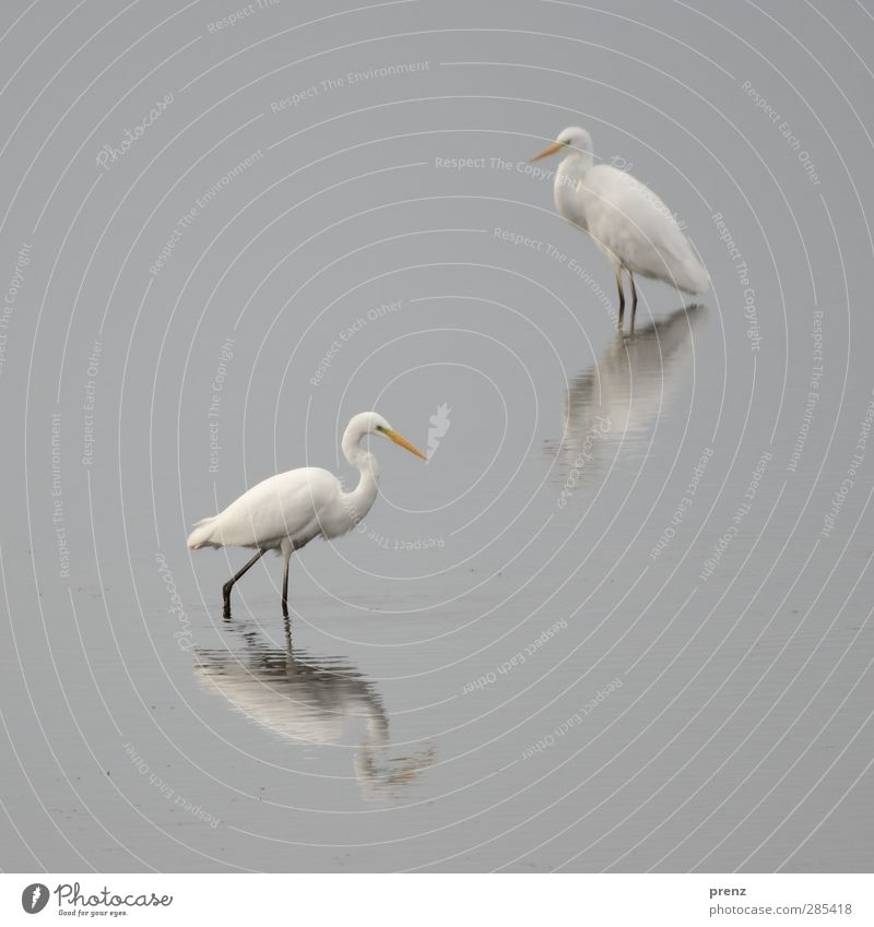 Still Water Environment Nature Animal Bird 2 Gray White Great egret Heron Reflection Calm Colour photo Exterior shot Deserted Copy Space left Copy Space top Day
