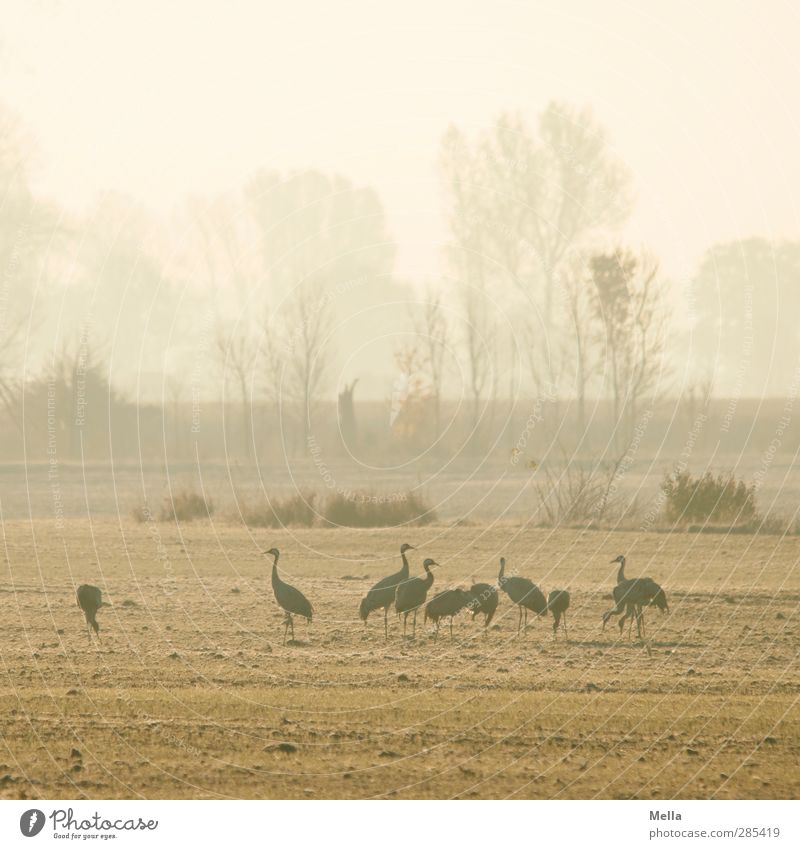 Good morning Environment Nature Landscape Animal Meadow Field Bird Crane Group of animals Stand Together Natural Idyll Multiple Morning Cold Colour photo