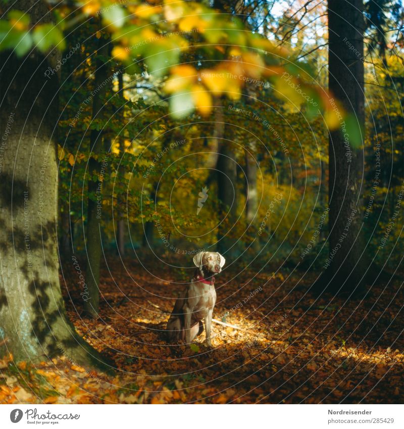 tia Nature Landscape Autumn Beautiful weather Tree Forest Animal Pet Dog 1 Observe Warmth Multicoloured Trust Protection Friendship Esthetic Moody Weimaraner
