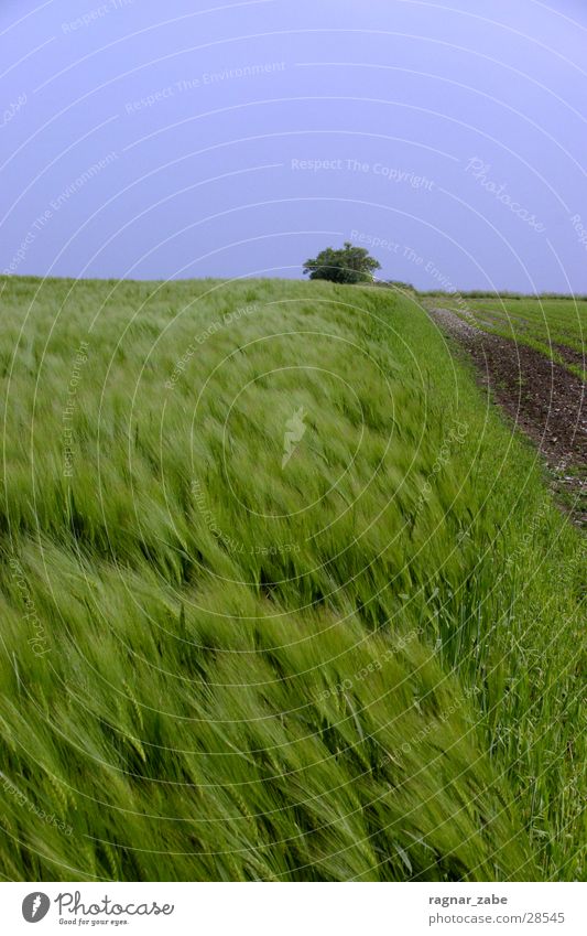 green green barley Green Summer Barley Rye Münster white?