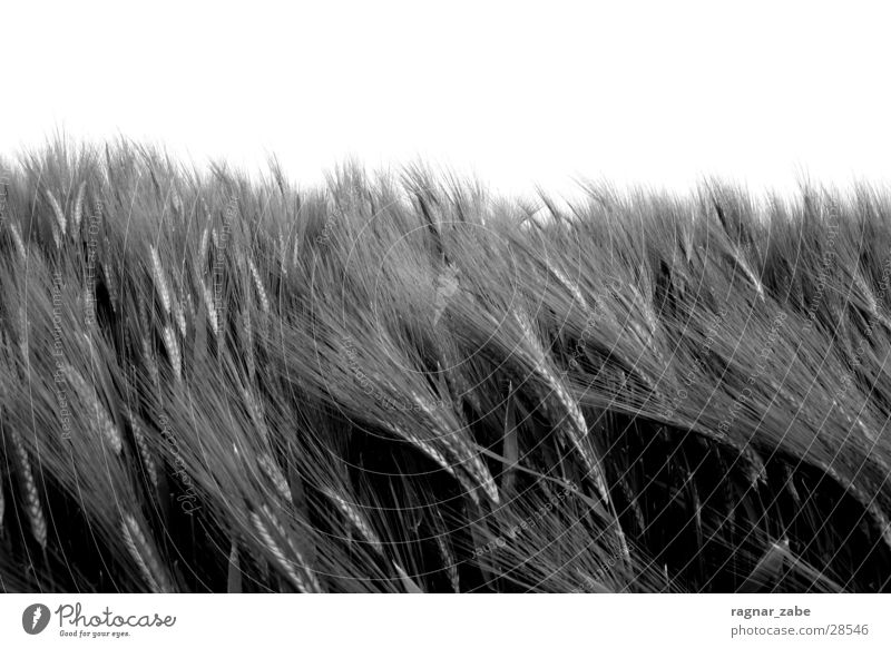 blowing in the wind Black White Barley Summer Münster Hissing Movement Sadness Relaxation Far-off places