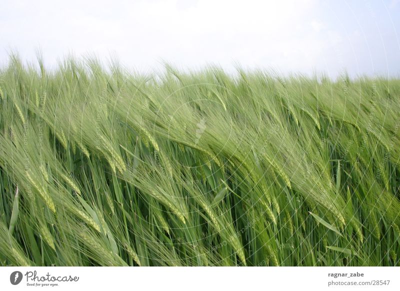 green Green Spring Barley Rye Grain wheat ?