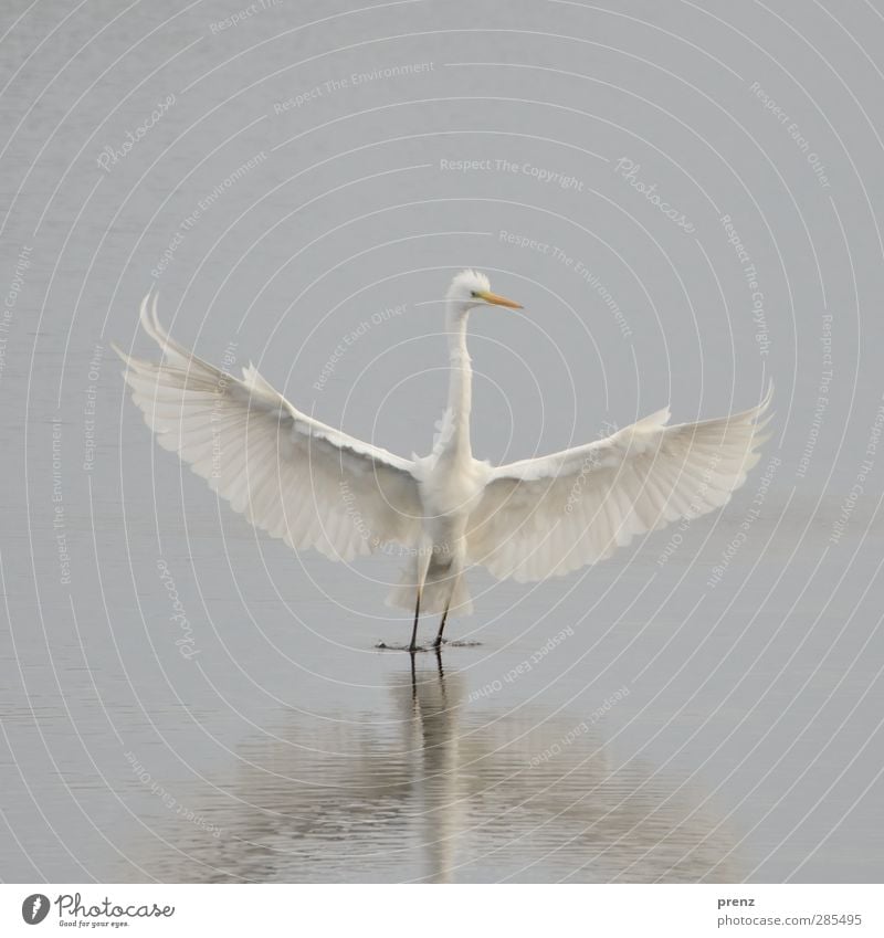 all in white Environment Nature Plant Animal Wild animal 1 Gray White Great egret Heron Bird Lake Judder Colour photo Exterior shot Deserted Copy Space top Day