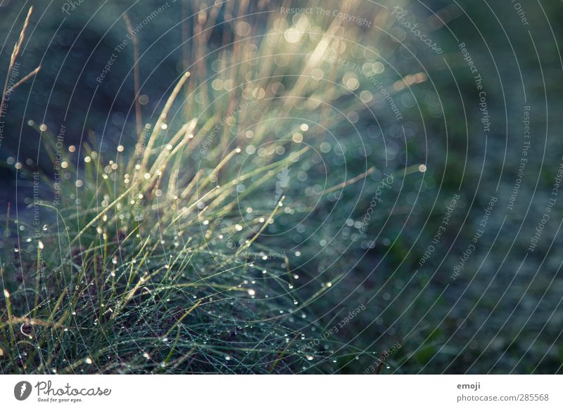 micro Environment Nature Landscape Rain Grass Garden Meadow Wet Natural Green Drops of water Colour photo Exterior shot Close-up Detail Deserted Morning