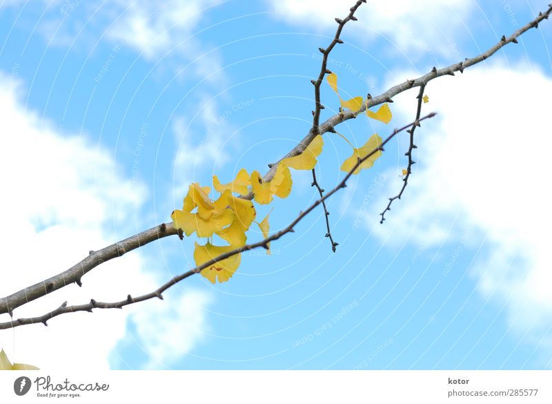 Ginkgo No. 276 Environment Nature Plant Air Sky Autumn Climate change Garden Park Emotions Anticipation Optimism Romance Beautiful Hope Fear of the future