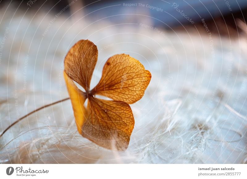 brown flower petals Flower Brown rose Blossom leave Plant Garden Floral Nature Decoration Romance Beauty Photography Fragile background Spring Summer Winter