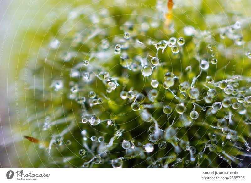 drops on the green plant Plant Leaf Drop Rain Glittering Bright Green Garden Floral Nature Abstract Consistency Fresh Exterior shot background