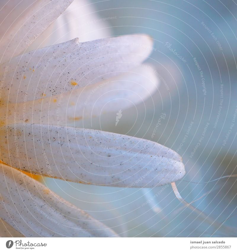 white daisy flower petals Flower Daisy White Blossom leave Plant Garden Floral Nature Decoration Romance Beauty Photography Fragile background Spring Summer