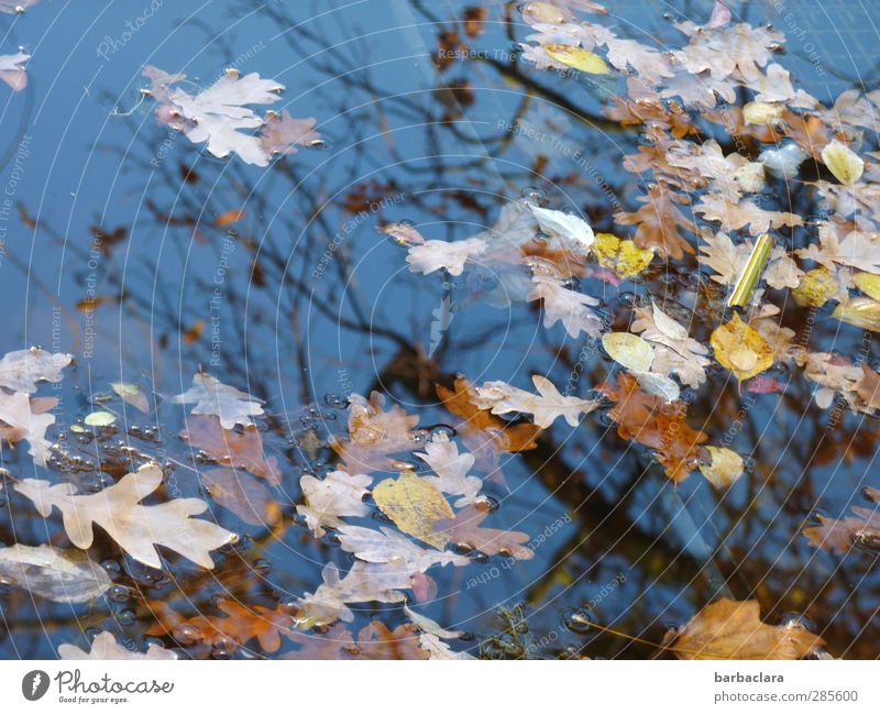 change... Environment Air Water Sky Sunlight Autumn Beautiful weather Tree Leaf Park Pond Lake To fall Swimming & Bathing Many Wild Blue Brown Yellow Emotions
