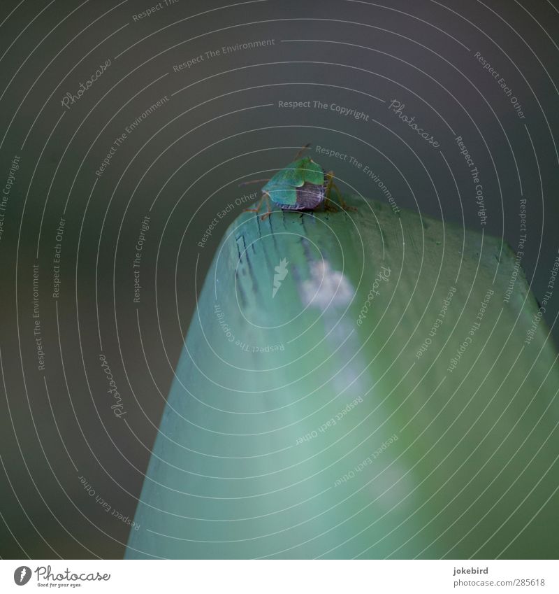 Green stinker Bug Insect Green shieldbug Feeler Chitin Shell Colour photo Exterior shot Deserted Copy Space left Copy Space top Copy Space bottom Isolated Image