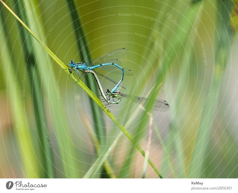 Two dragonflies (horseshoe-zurjungfern) in the mating wheel Nature Animal Spring Summer Pond Wild animal Insect Dragonfly Common Blue Damselfly  Small dragonfly