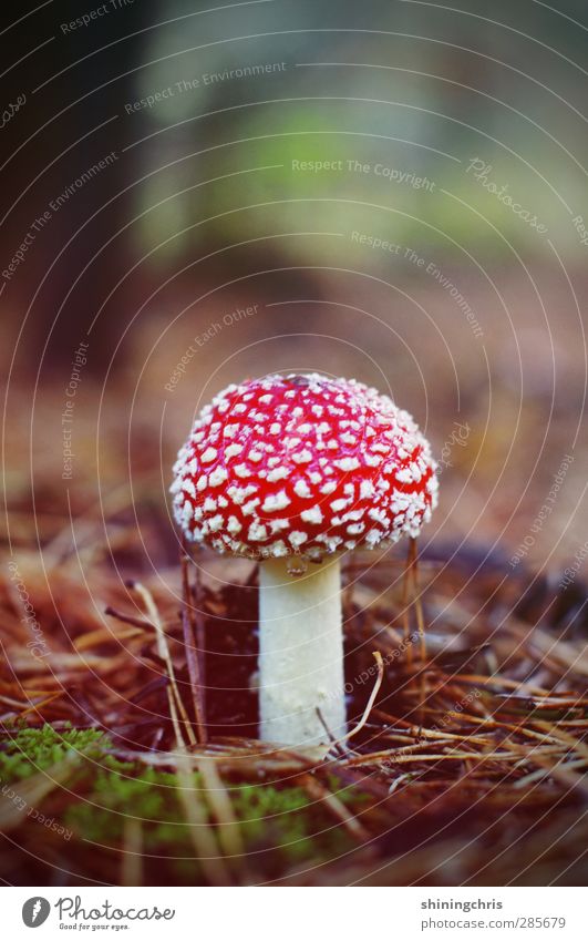 supper Nature Amanita mushroom Fir needle Moss Forest Brown Red White Dangerous Good luck charm Alluring Autumn Poison Death Fairy tale Enchanted forest
