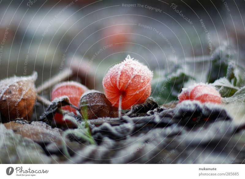 physalis frozen Senses Nature Plant Earth Autumn Winter Ice Frost Flower "Physalis alkekengi Lampion flower" Garden Freeze Illuminate Esthetic Cold Brown